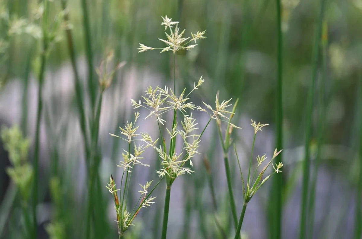 Cyperus Rotundus